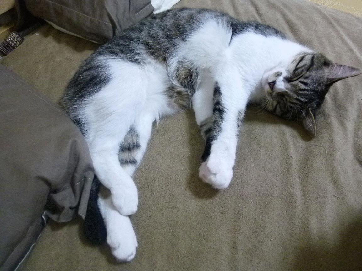 F1新赛季揭幕战之夜，字母哥跨界闪耀，成为全场焦点