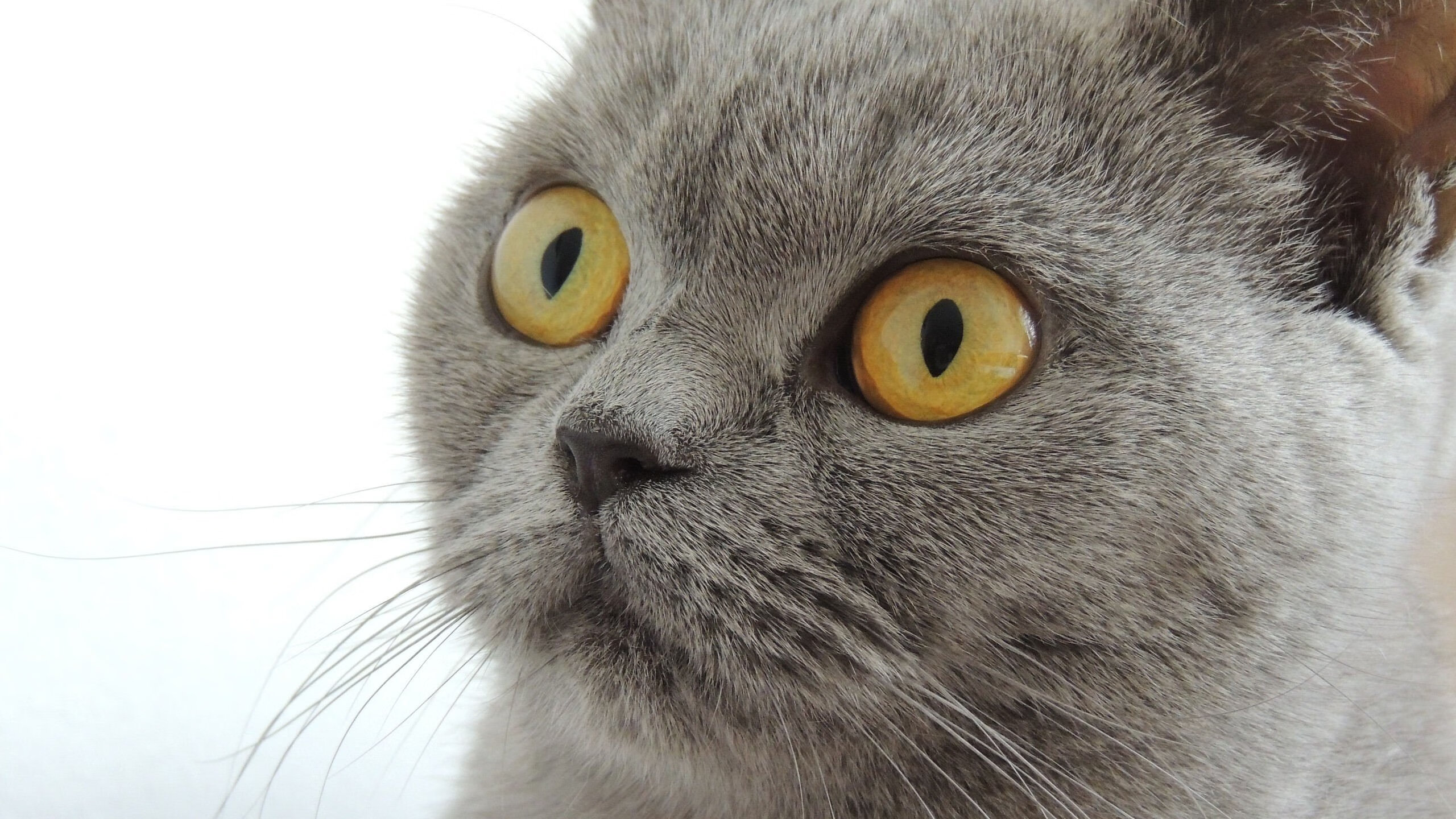 绿茵场上的文明对话，当AC米兰的战术风暴席卷阿尔及利亚的世界杯梦想